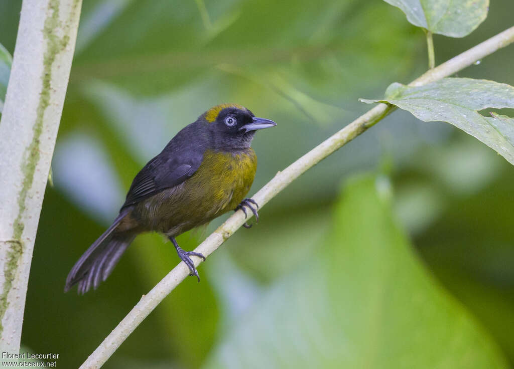 Dusky-faced Tanageradult, identification