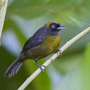 Dusky-faced Tanager