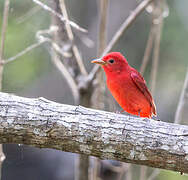 Summer Tanager