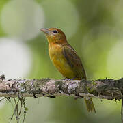 Summer Tanager