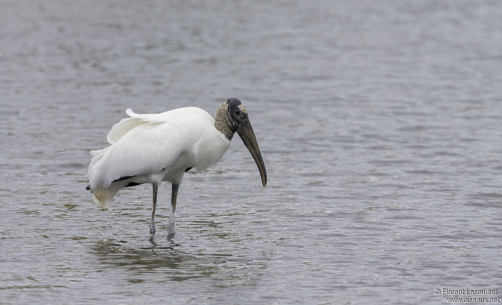 Wood Stork