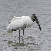 Wood Stork