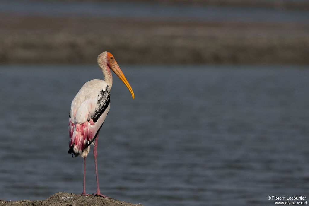 Painted Stork