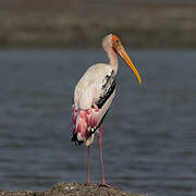 Painted Stork