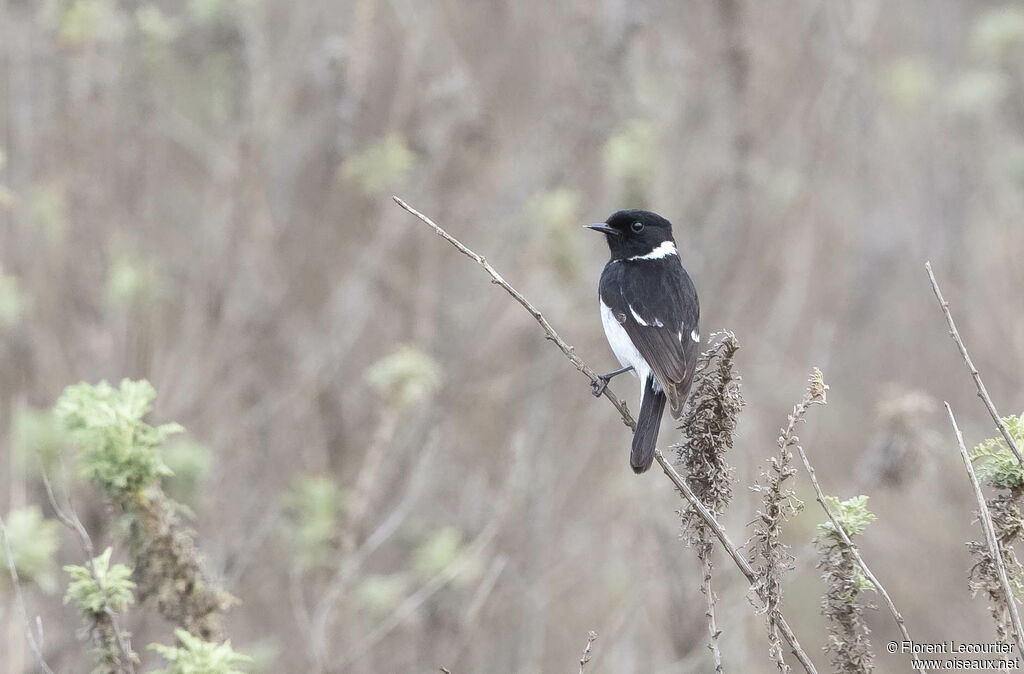 African Stonechat male