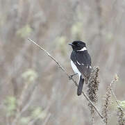 African Stonechat