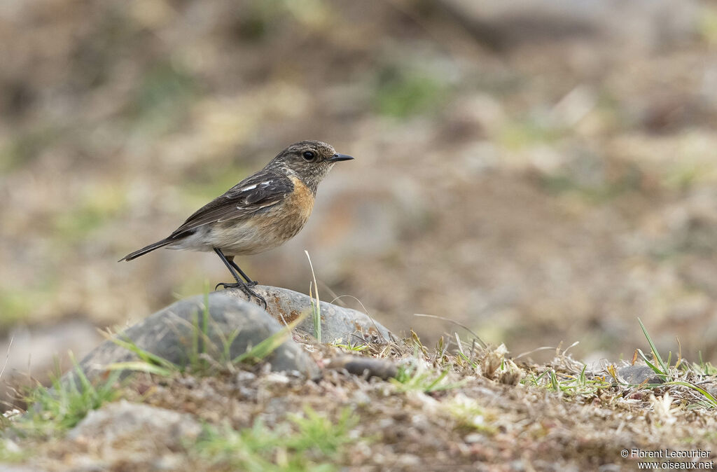 African Stonechat female