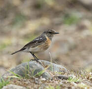 African Stonechat