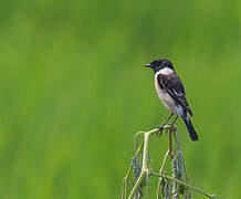 Siberian Stonechat