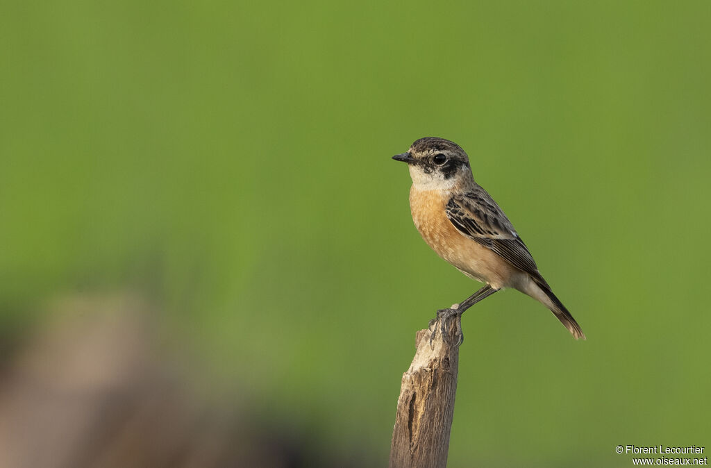 Amur Stonechat