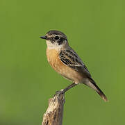 Amur Stonechat