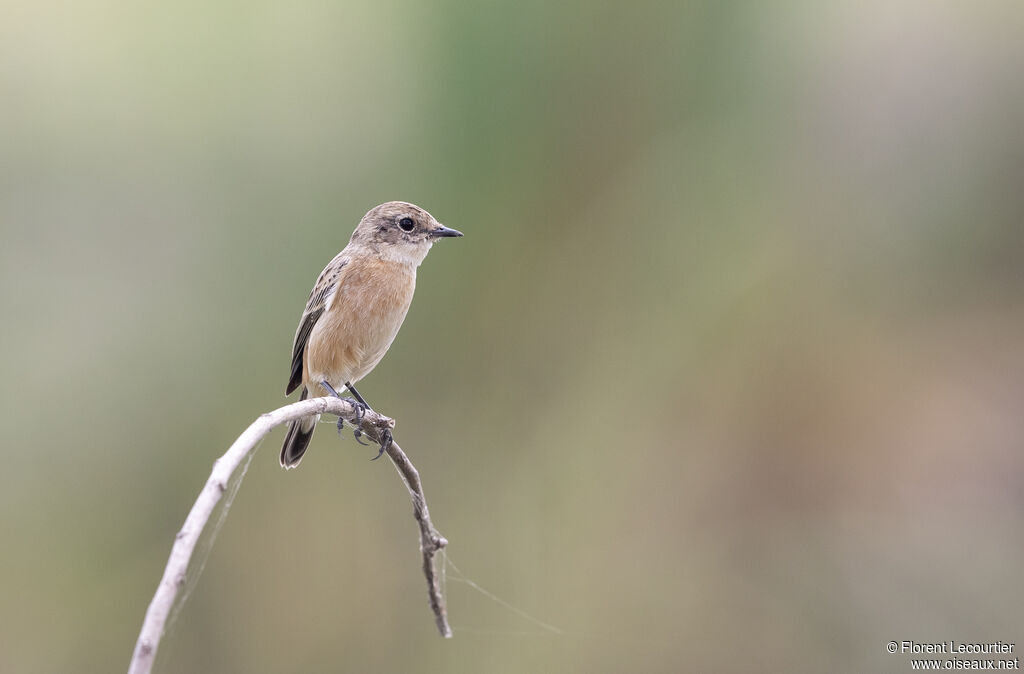 Amur Stonechat