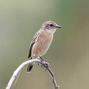 Amur Stonechat