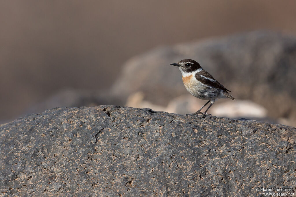 Canary Islands Stonechat male