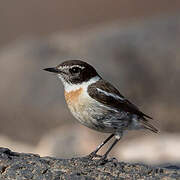 Canary Islands Stonechat