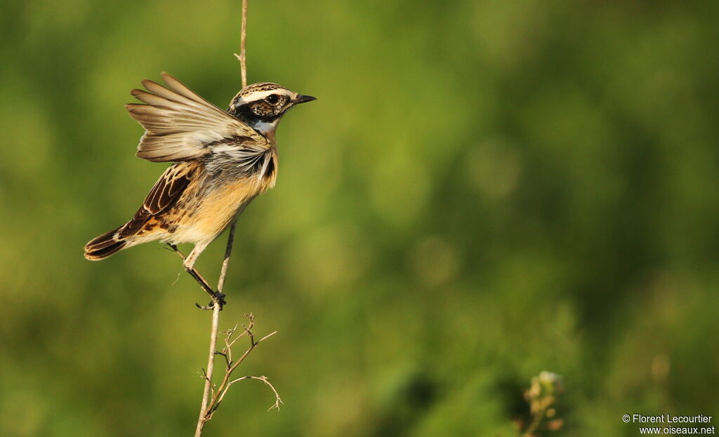 Whinchat male