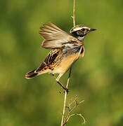 Whinchat