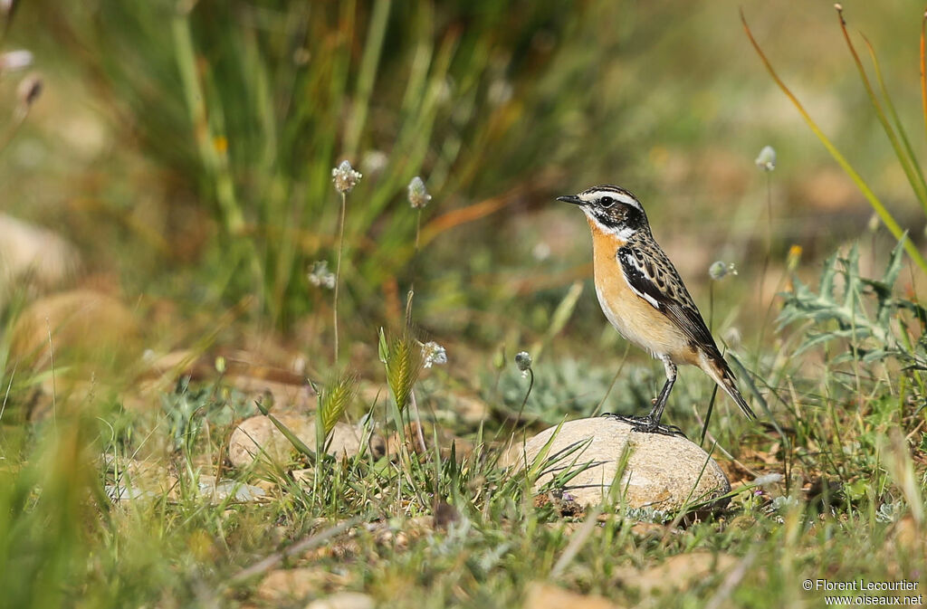 Whinchat