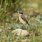 Whinchat