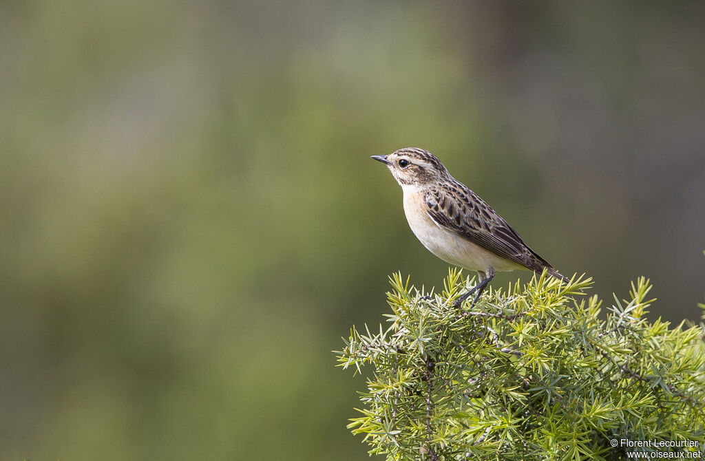 Whinchat female