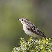 Whinchat