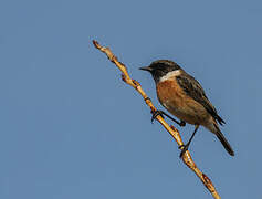 European Stonechat