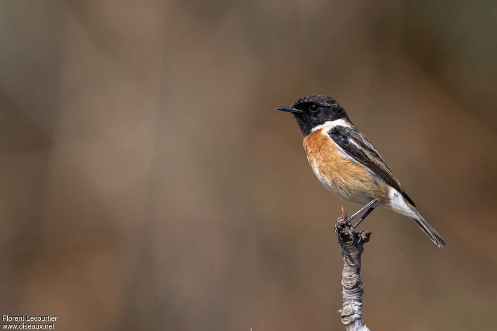 European Stonechat male adult transition, identification