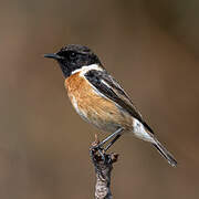 European Stonechat