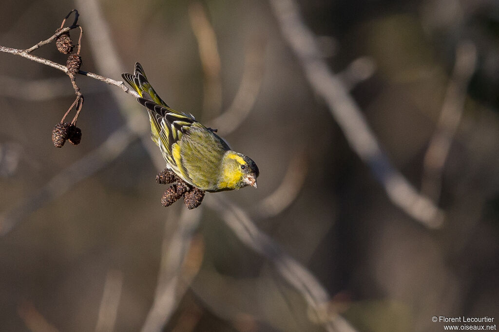 Eurasian Siskin male