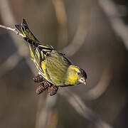 Eurasian Siskin