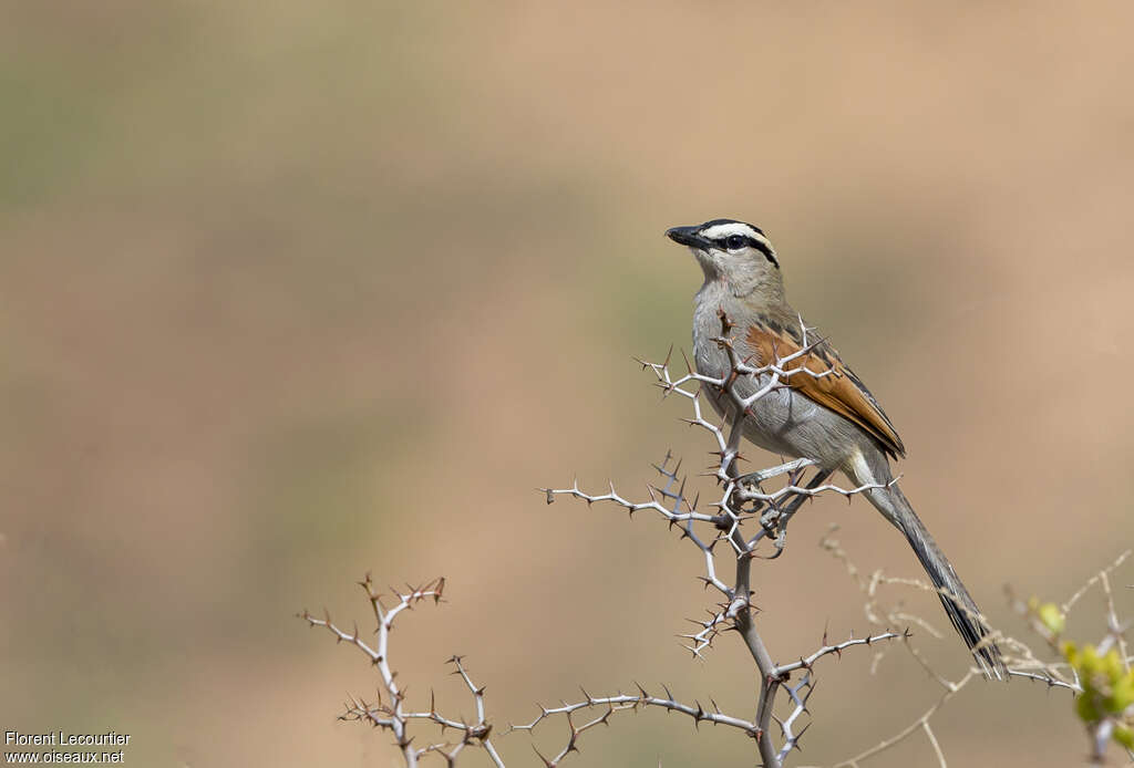 Black-crowned Tchagraadult, habitat, pigmentation, Behaviour