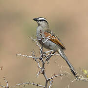 Black-crowned Tchagra