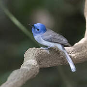 Black-naped Monarch