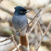 African Paradise Flycatcher