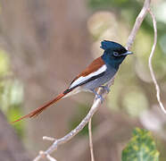 African Paradise Flycatcher