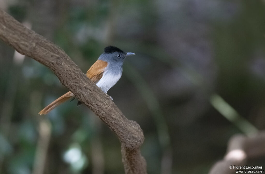 Blyth's Paradise Flycatcher female