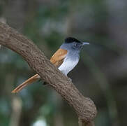 Blyth's Paradise Flycatcher