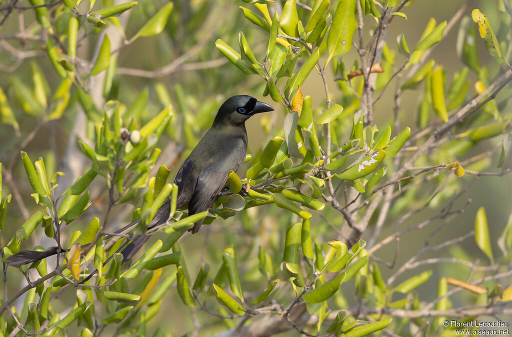 Racket-tailed Treepie