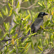 Racket-tailed Treepie