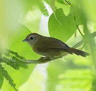 Rufous-fronted Babbler