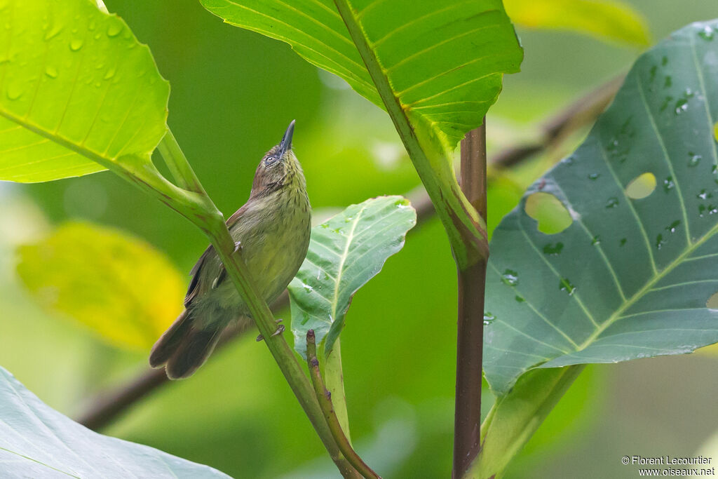 Pin-striped Tit-Babbler