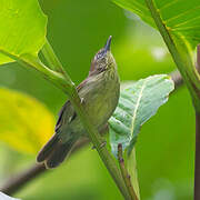 Pin-striped Tit-Babbler