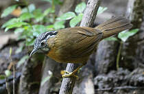 Timalie à tête rayée