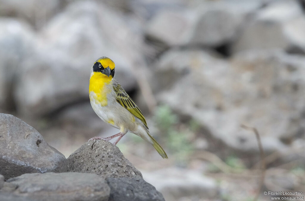 Baglafecht Weaver