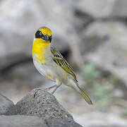 Baglafecht Weaver