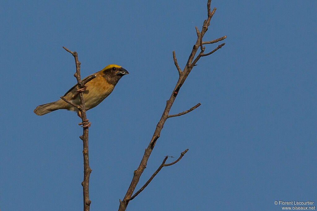 Baya Weaver male