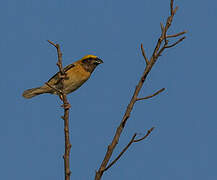 Baya Weaver