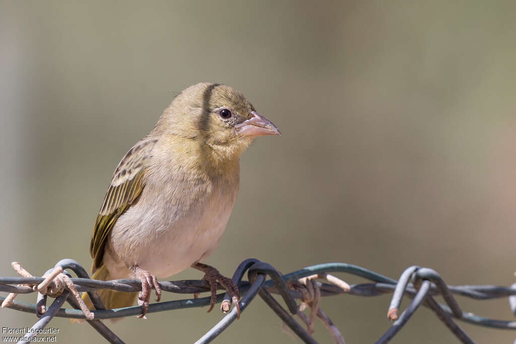 Tisserin de Rüppell femelle 2ème année, identification