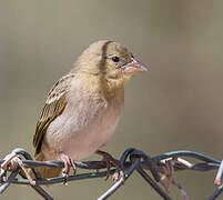 Rüppell's Weaver