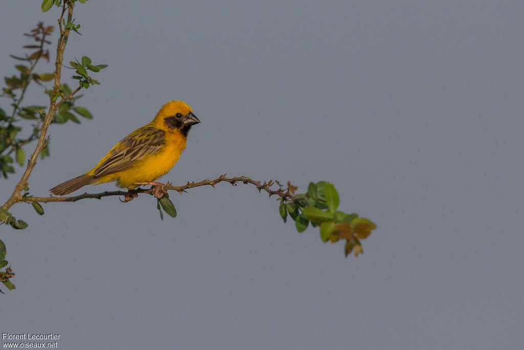 Tisserin doré mâle adulte, identification